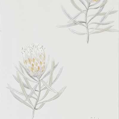 Sanderson Tapet Protea Flower Daffodil/Natural