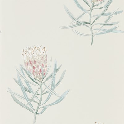 Sanderson Tapet Protea Flower Porceelain/Blush